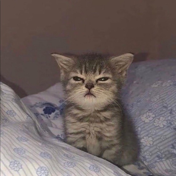 Meet your Posher, Sami - Picture 1 of 1